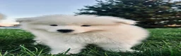 Samoyed dogs for sale: Marley - Ad 2