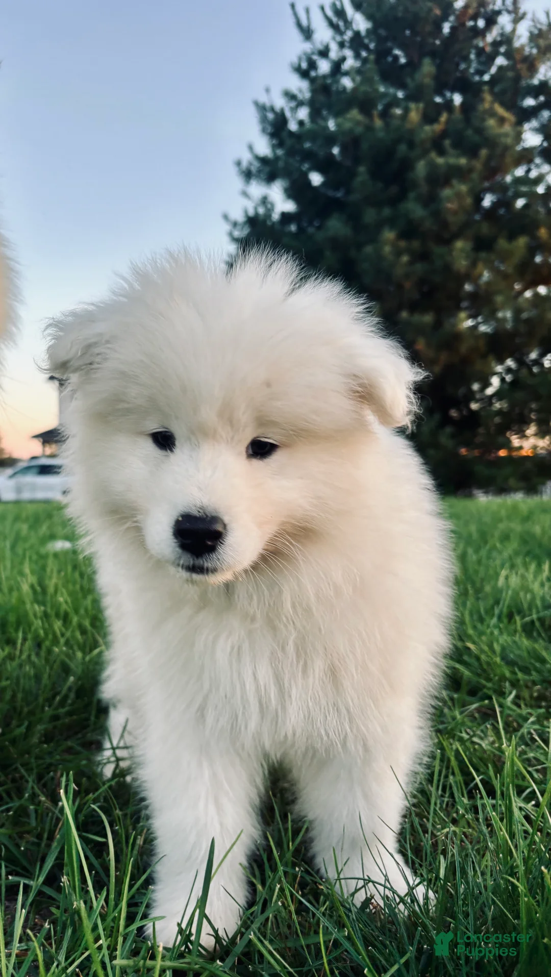 Samoyed dogs for sale: Marley - Ad 2