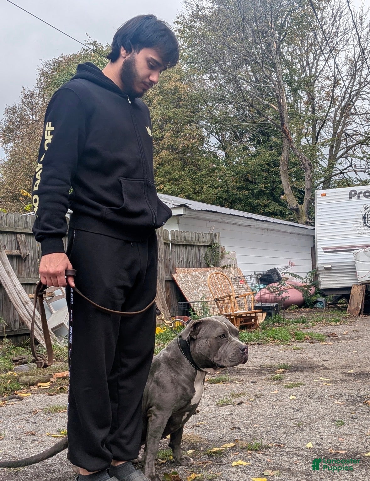 Mixed Breed dogs Mixed Breed Puppy 2 - Ad 2