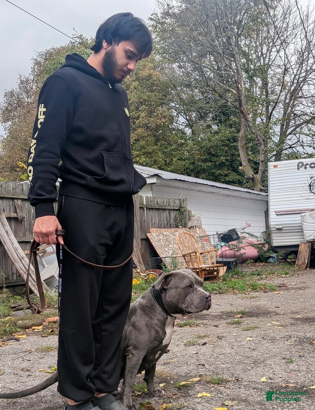 Mixed Breed dogs for sale: Mixed Breed Puppy 2 - Ad 2