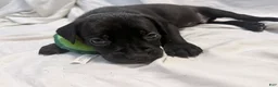 Cane Corso dogs for sale: Rufus AKC blue collar - Ad 18