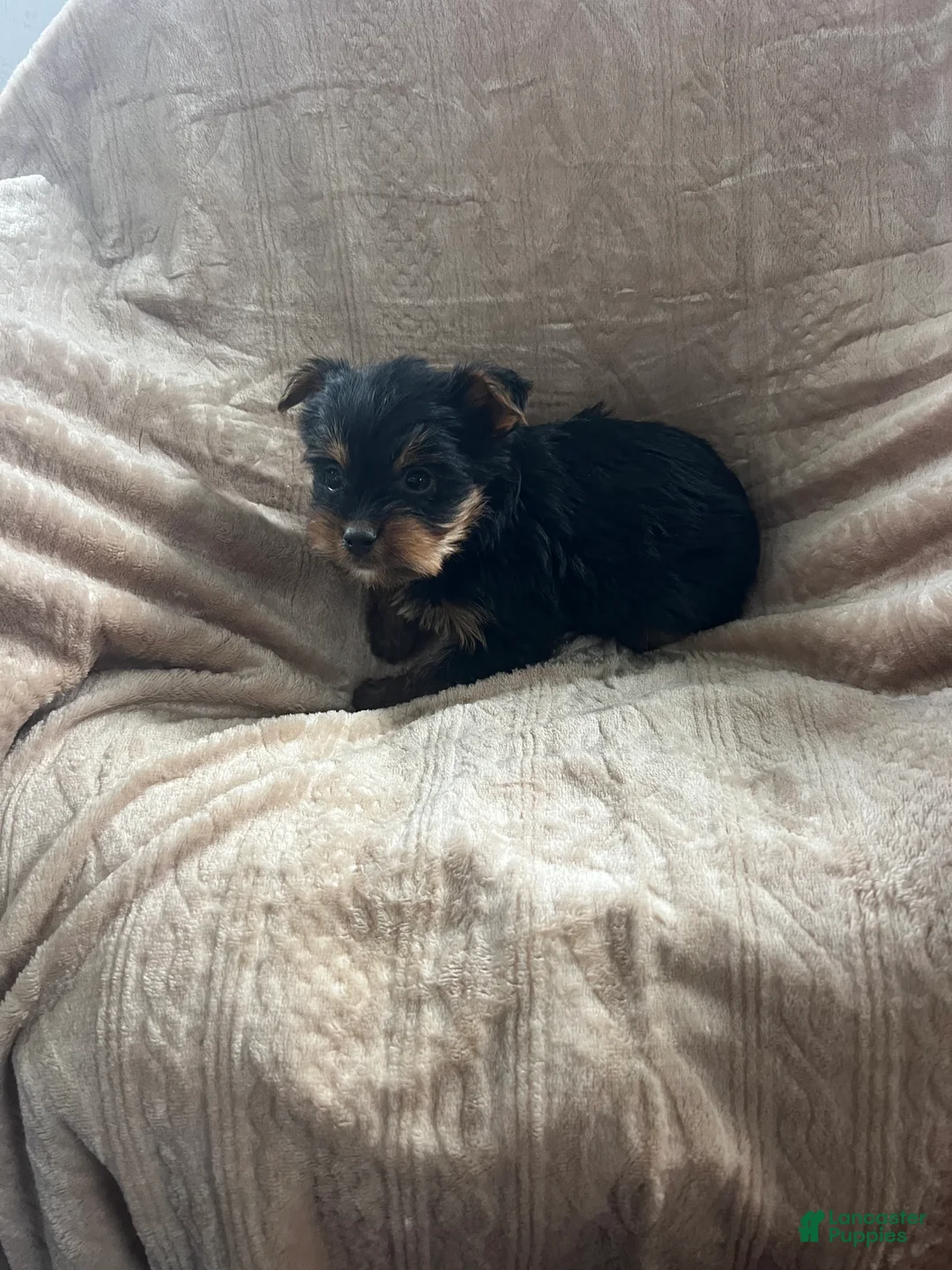 Yorkshire Terrier dogs for sale: Skeeter - Ad 7