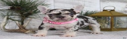 French Bulldog dogs for sale: Princes - Ad 1