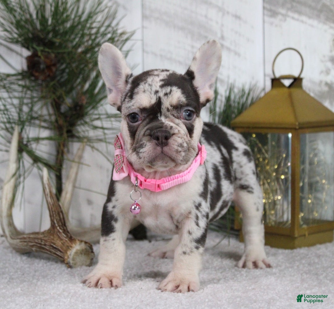 French Bulldog dogs for sale: Princes - Ad 1