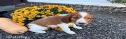 Welsh Springer Spaniel dogs for sale: Liam - Ad 5