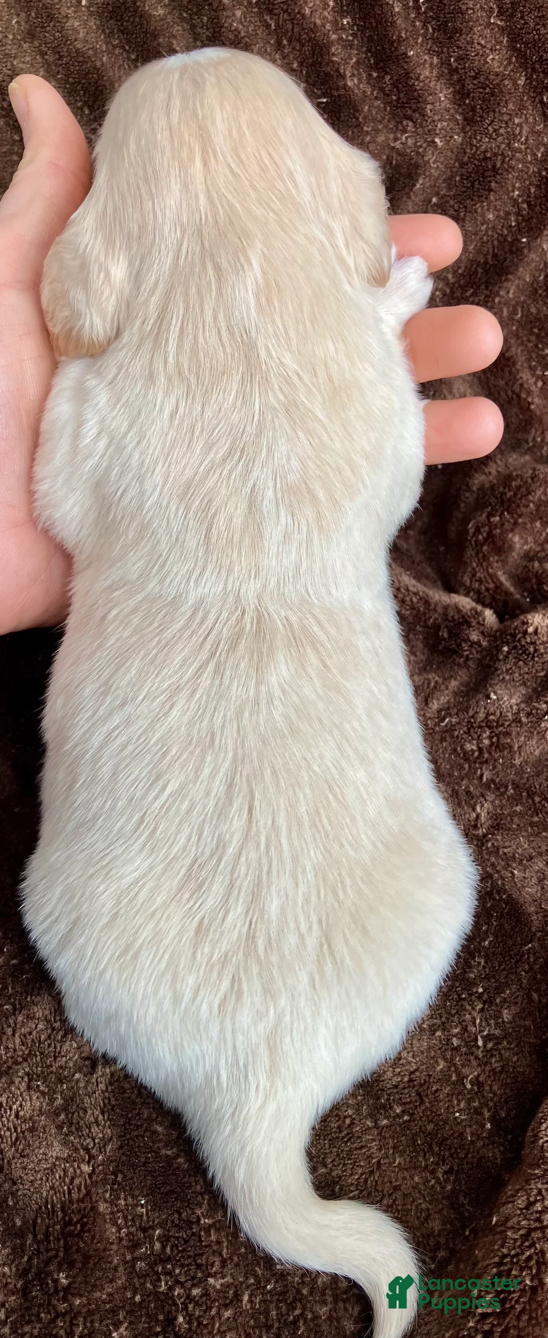 Miniature Dachshund dogs for sale: Peaches of Sugarplum Valley - Ad 7