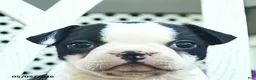 Boston Terrier dogs for sale: Penny  - Ad 5