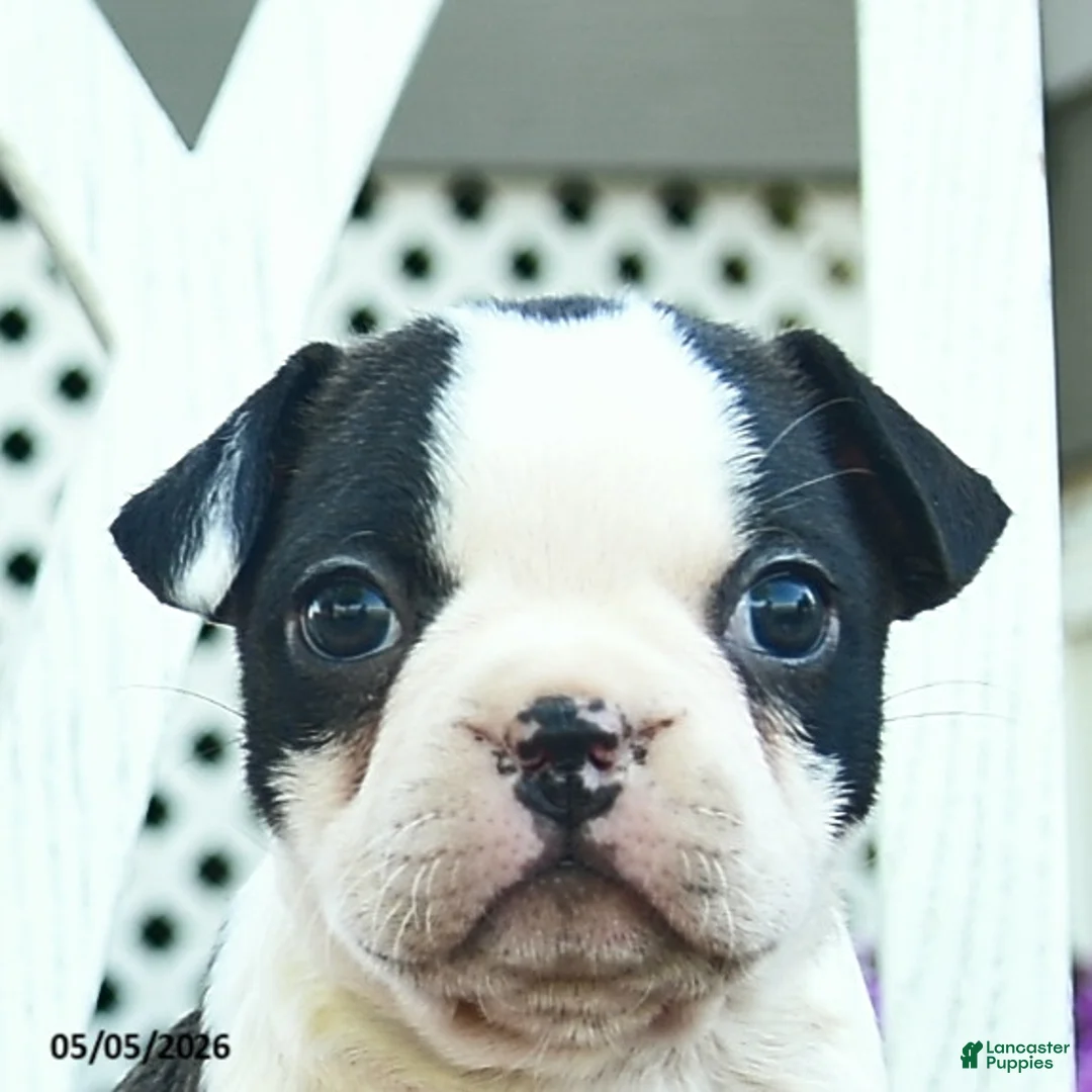 Boston Terrier dogs for sale: Penny  - Ad 5