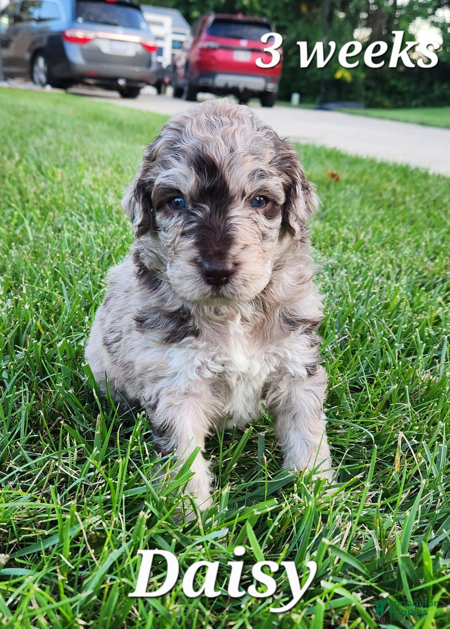 Labradoodle dogs Daisy - Ad 1