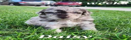 Labradoodle dogs for sale: Daisy - Ad 1