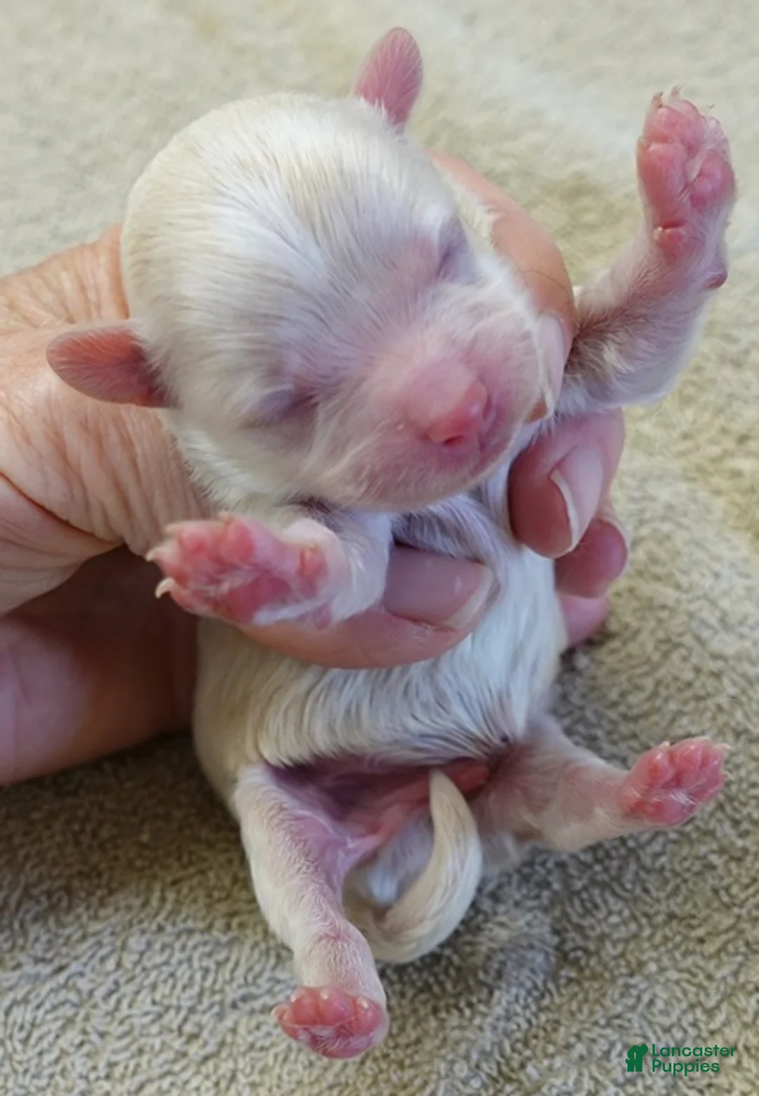 Maltipoo dogs for sale: Bullet - Ad 1