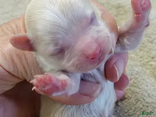 Maltipoo dogs Bullet - Ad 10