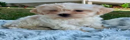 Teddy Bear dogs for sale: Cora - Ad 5