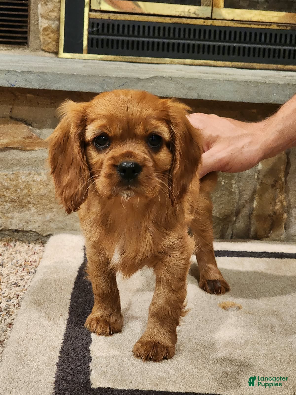 Cavalier King Charles Spaniel dogs for sale: Sandy - Ad 1
