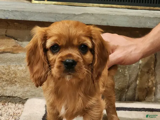 Cavalier King Charles Spaniel dogs for sale: Sandy - Ad 1