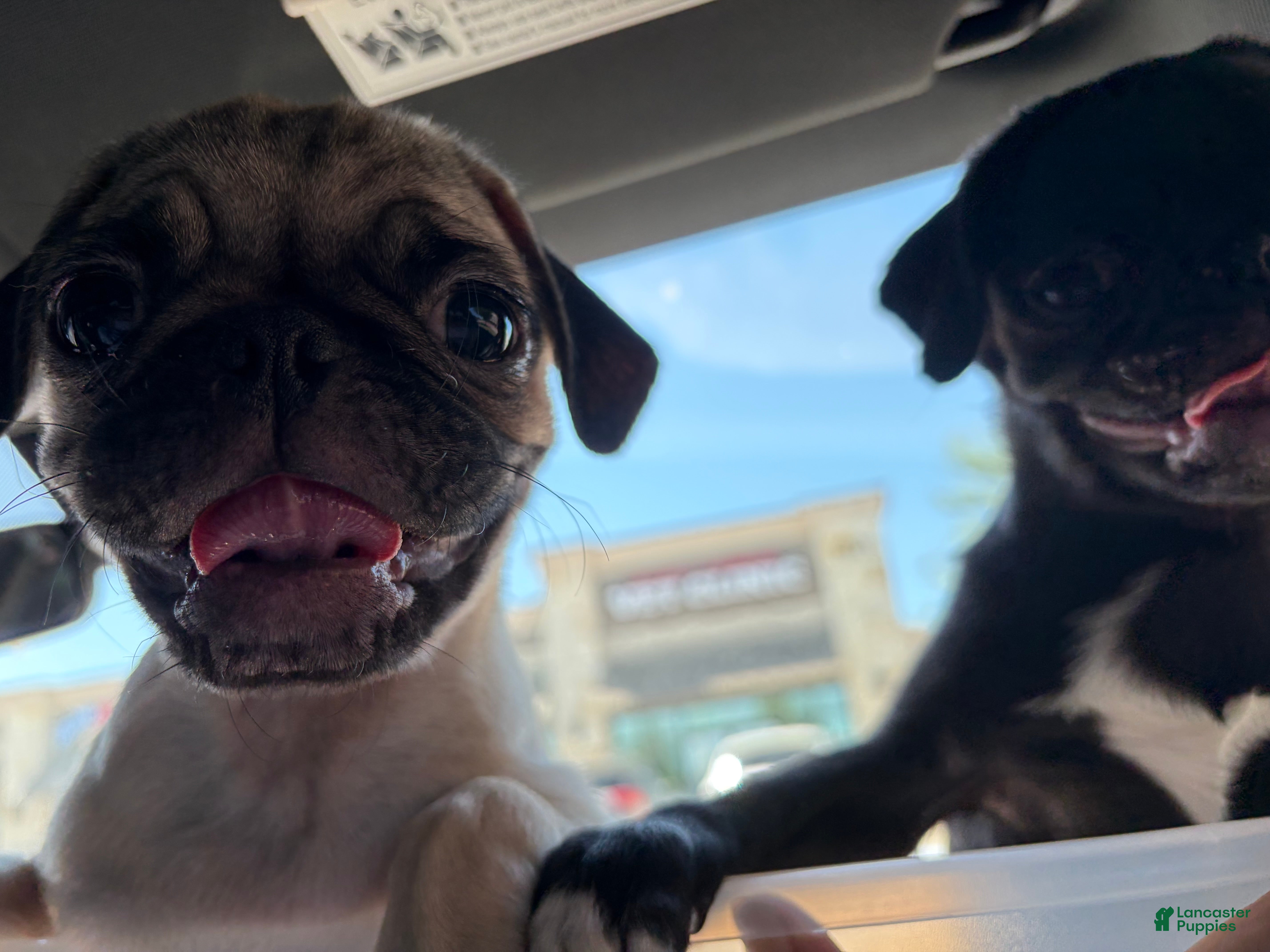 Pug dogs for sale: Jacinto - Ad 1