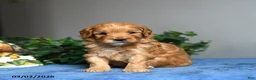 Cavapoo dogs for sale: Biscotti - Ad 4
