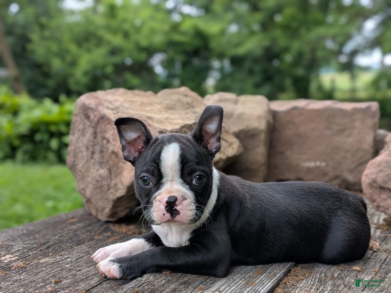 Boston Terrier dogs Polly  - Ad 2