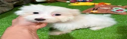 Maltese dogs for sale: Iara - Ad 3