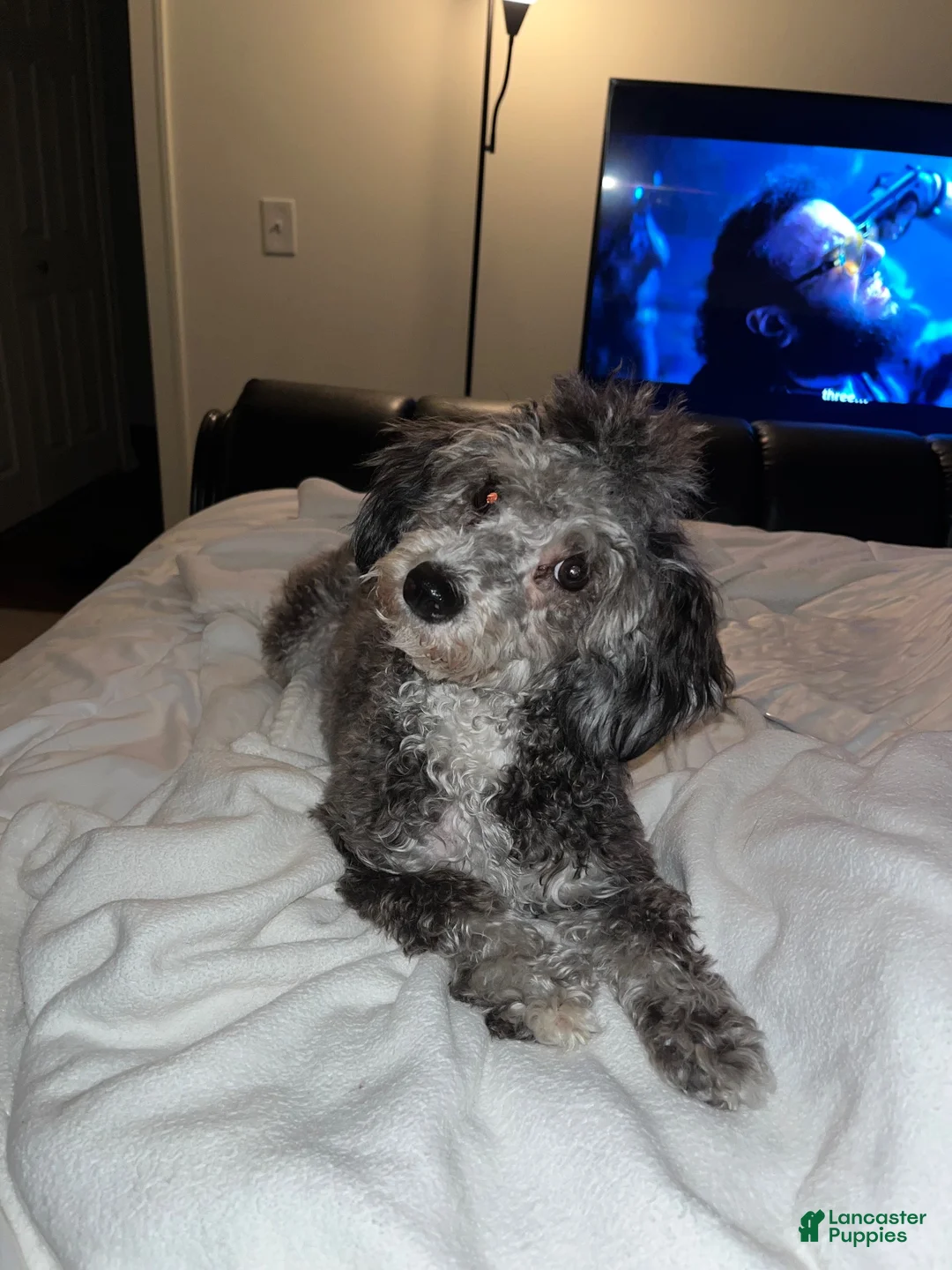 Miniature Poodle dogs for sale: Miniature Poodle 1 - Ad 3