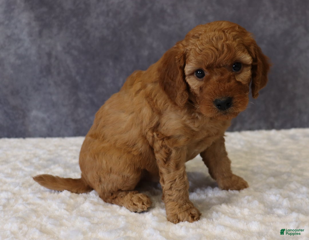 Mini Goldendoodle dogs for sale: Murphy - Ad 6