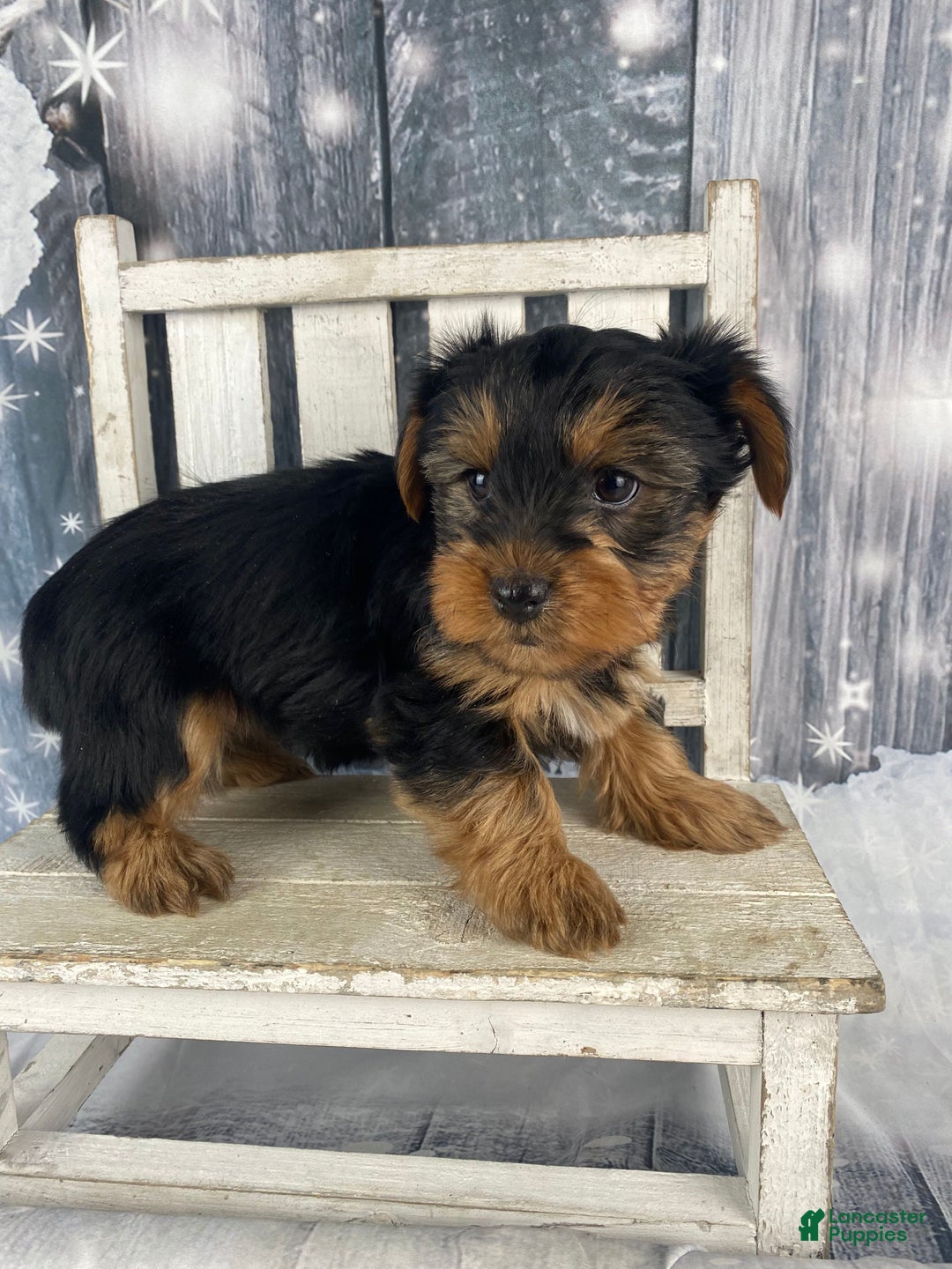 Yorkshire Terrier dogs for sale: Cali - Ad 10