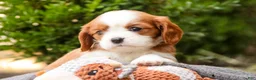 Cavalier King Charles Spaniel dogs for sale: Eddy - Ad 6