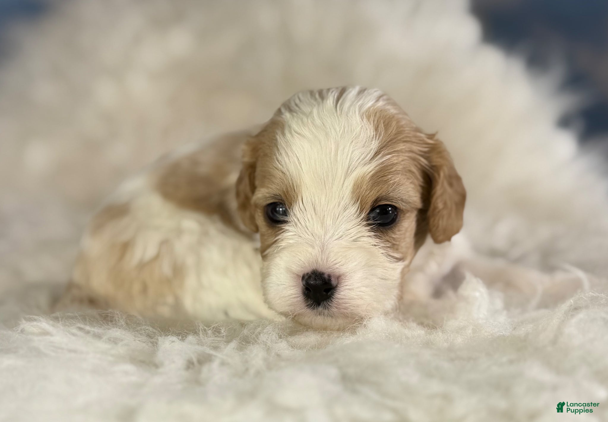 Cavapoo dogs Chili  - Ad 1