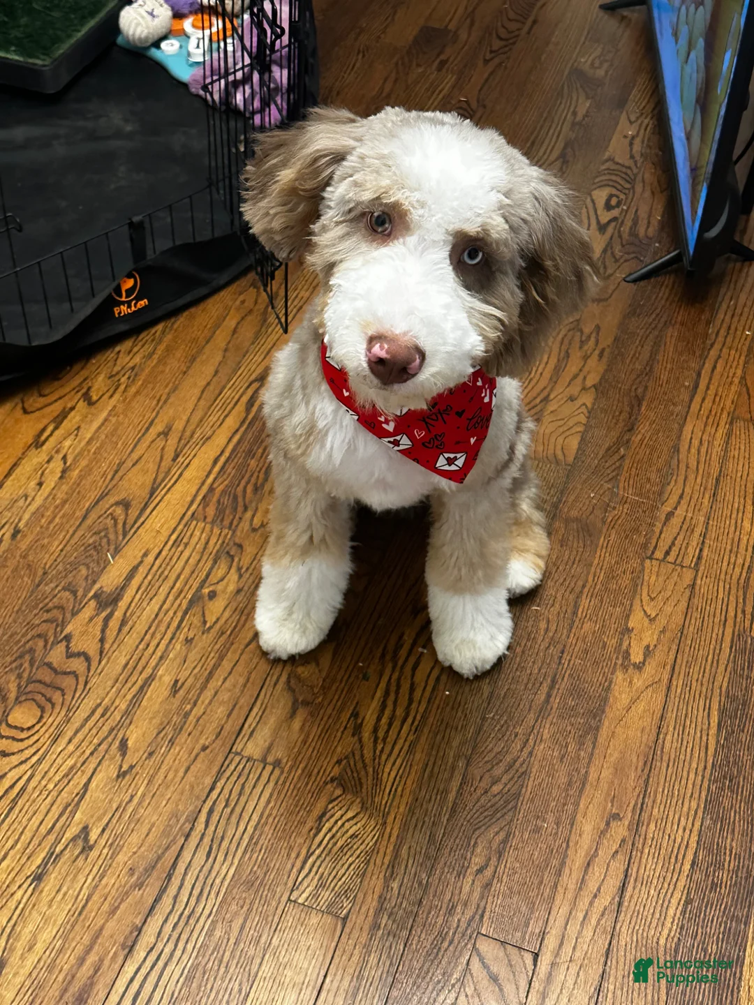 Bernedoodle dogs for sale: Chopper - Ad 2