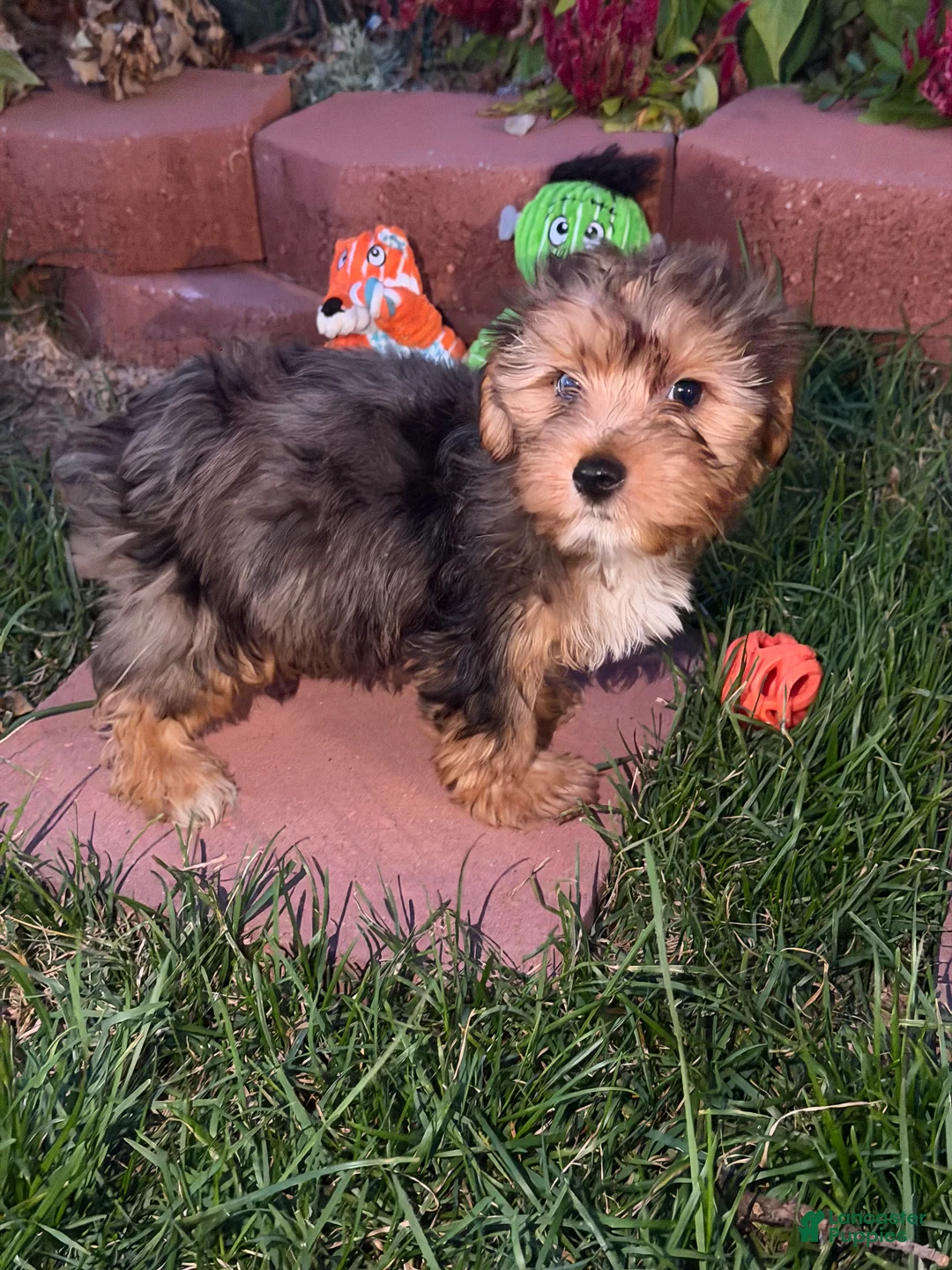 Yorkshire Terrier dogs for sale: Yorkshire Terrier 1 - Ad 1