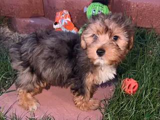 Yorkshire Terrier dogs Yorkshire Terrier 1 - Ad 4