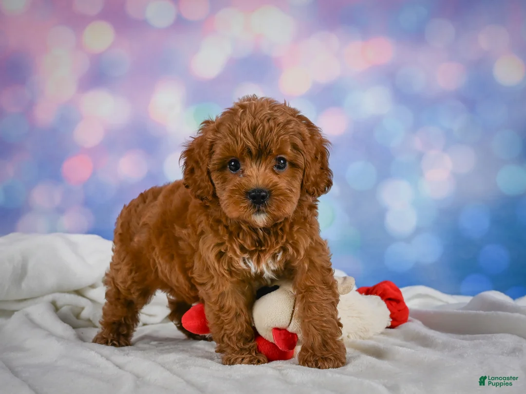 Cavapoo dogs for sale: Cookie - Ad 1