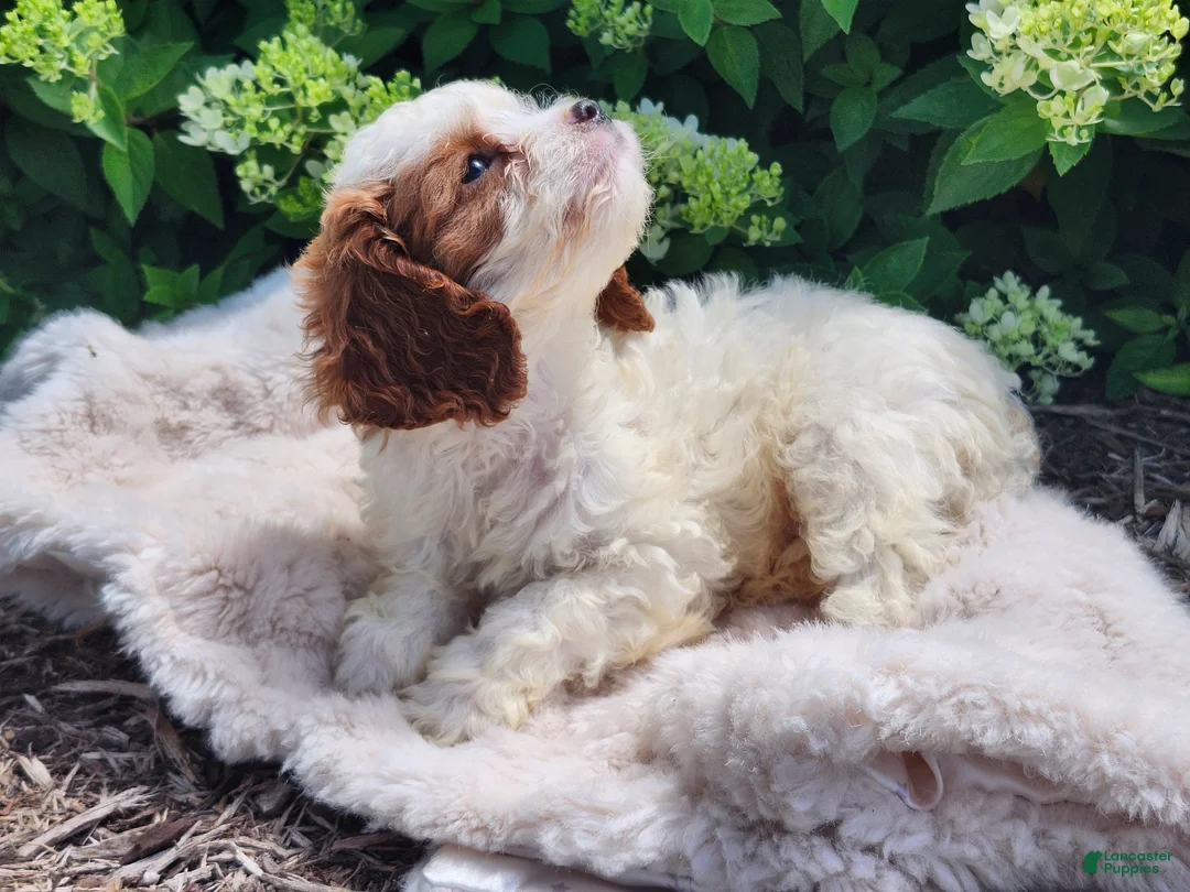 Cavapoo dogs for sale: Panda - Ad 1
