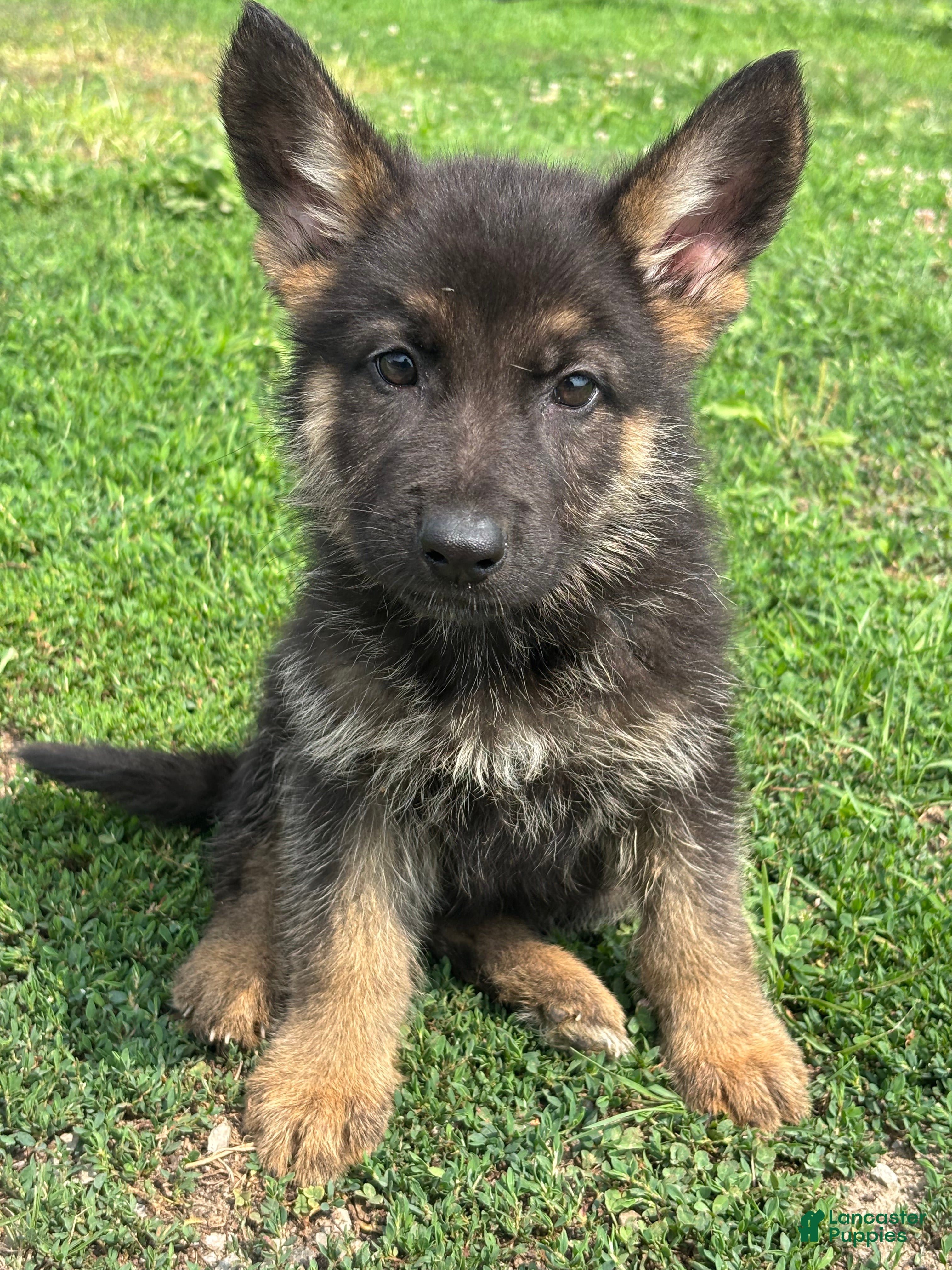 German Shepherd dogs Rosie - Ad 1