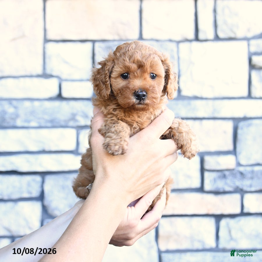 Maltipoo dogs Cinnamon F1B - Ad 2
