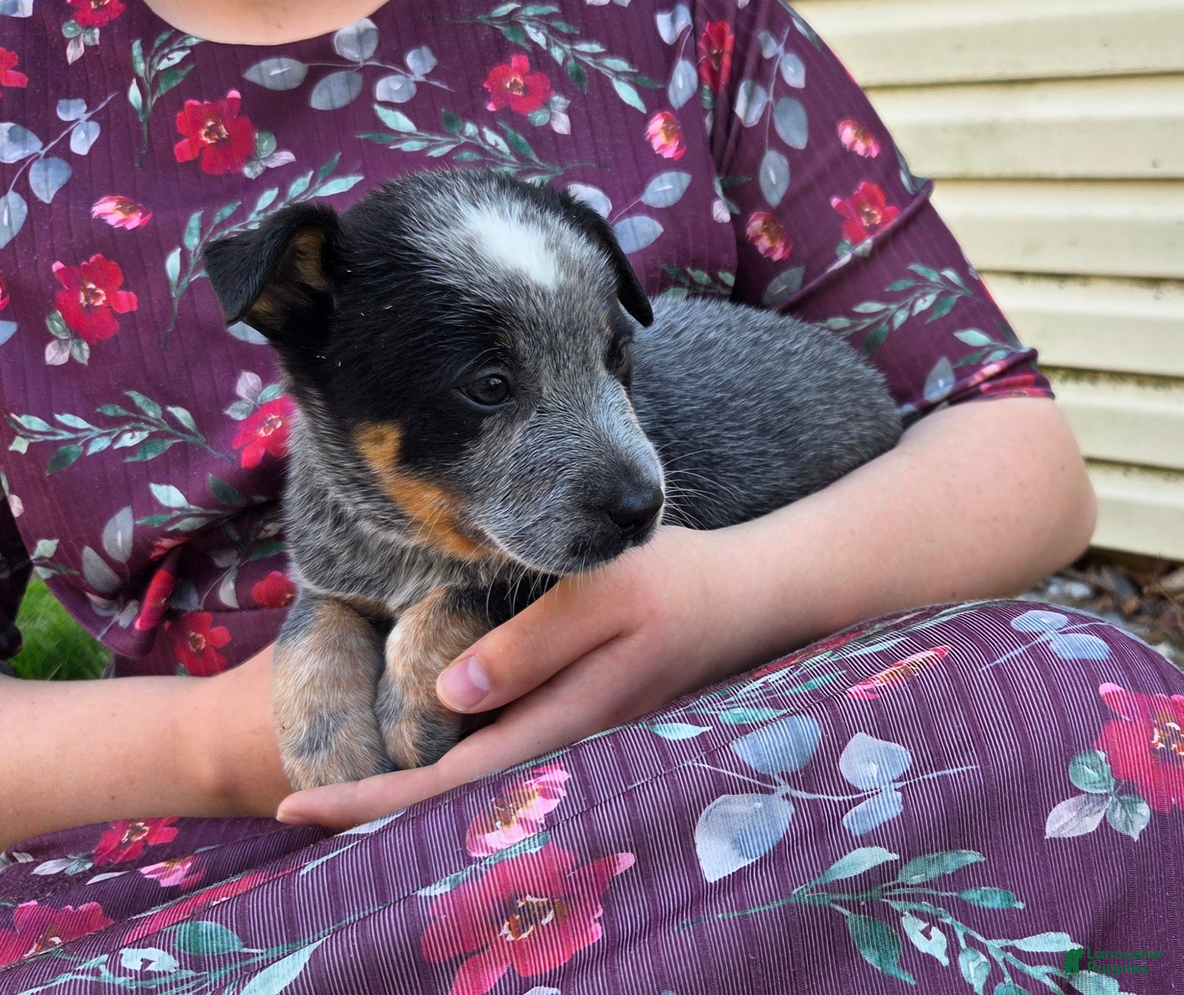 Australian Cattle Dog dogs Jessie - Ad 2