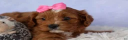 Cavapoo dogs for sale: Mia Rose🎀 - Ad 5