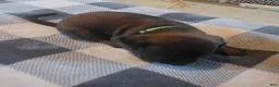 Other breed dogs for sale: Bavarian Mountain Scent Hound Green Male - Ad 4