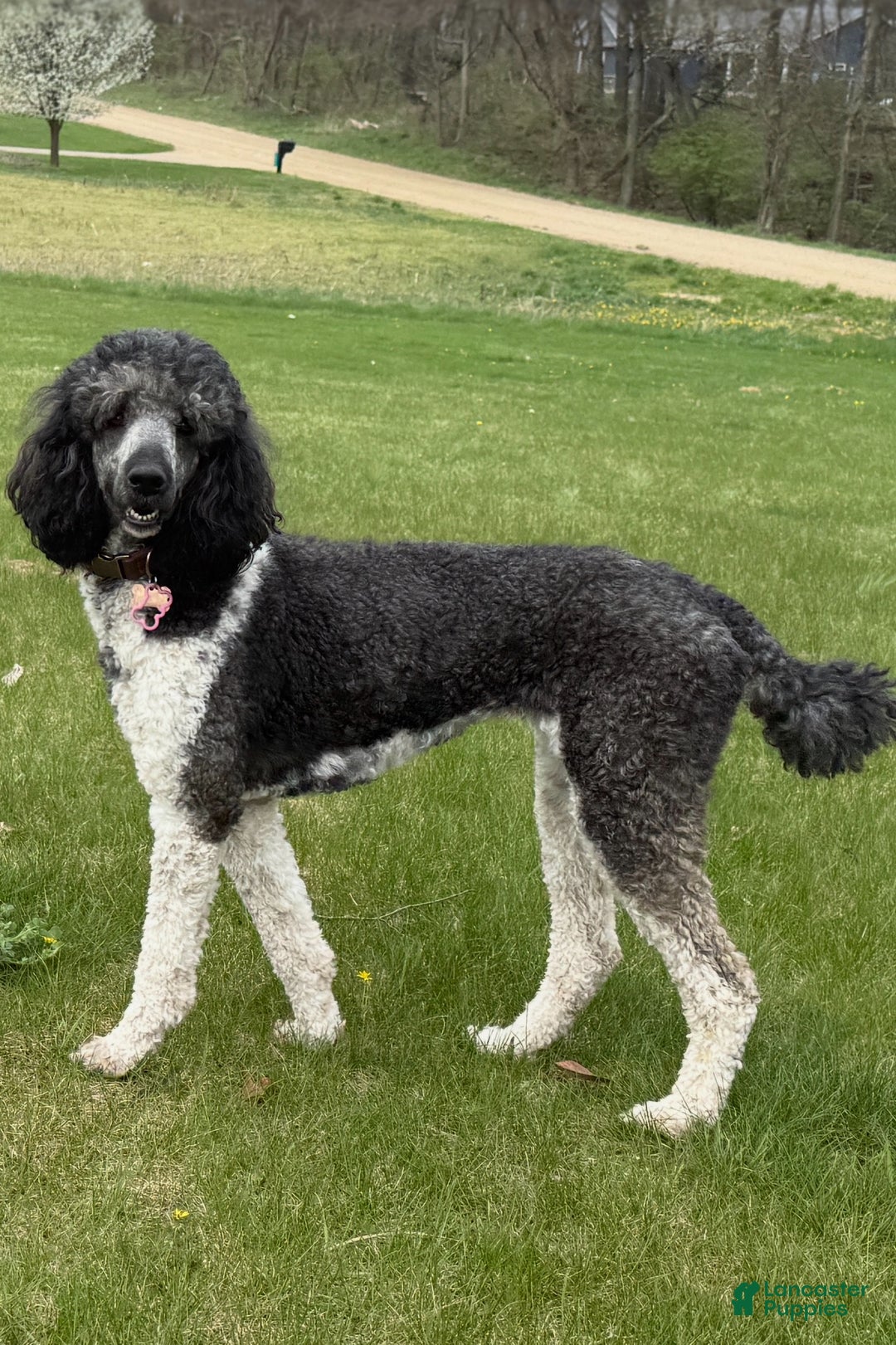 Standard Poodle dogs for sale: Zulu AKC - Ad 4