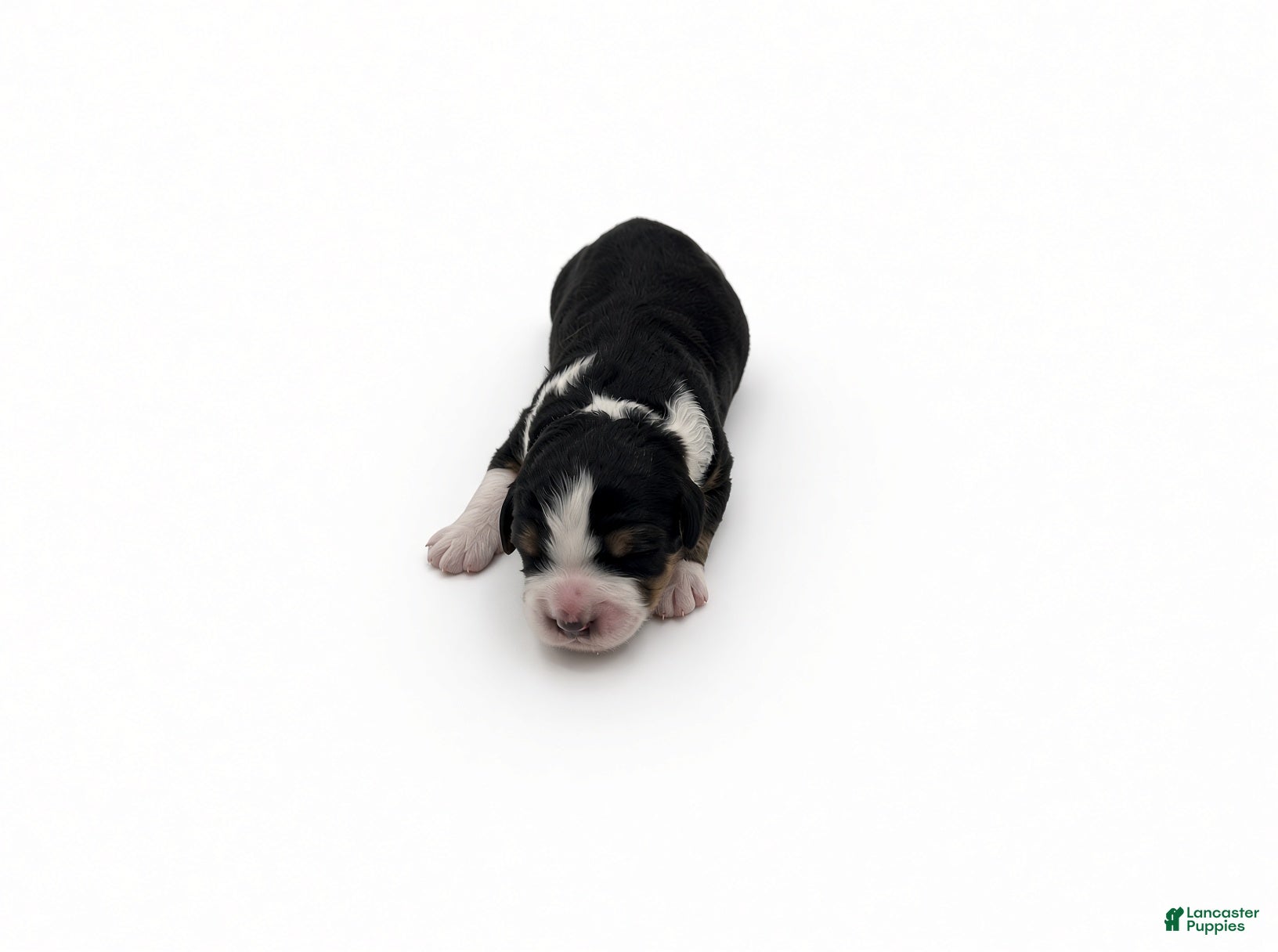 Bernedoodle dogs Sprout - Ad 1