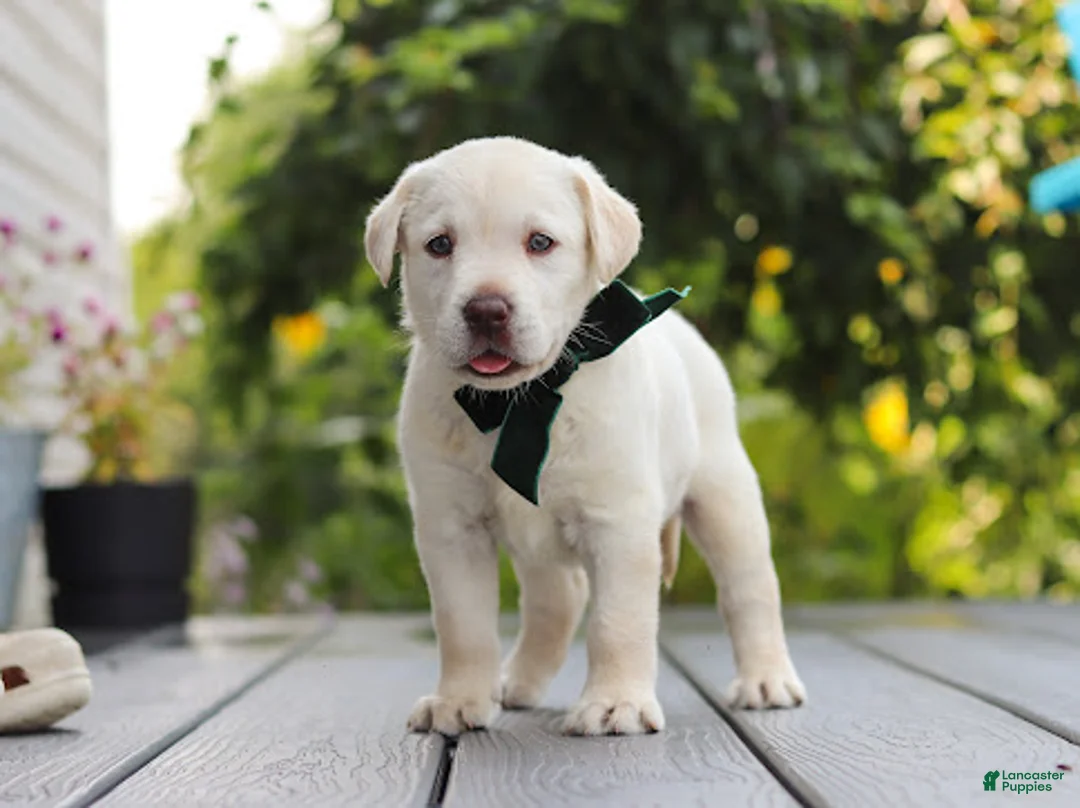 Labrador Retriever dogs for sale: Julep - Ad 1
