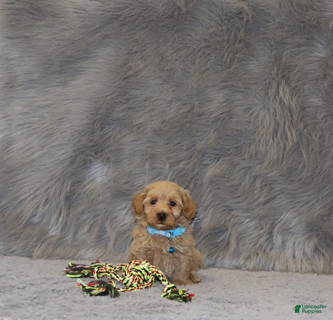 Havapoo dogs for sale: Phoenix 💙 Minature - Ad 1