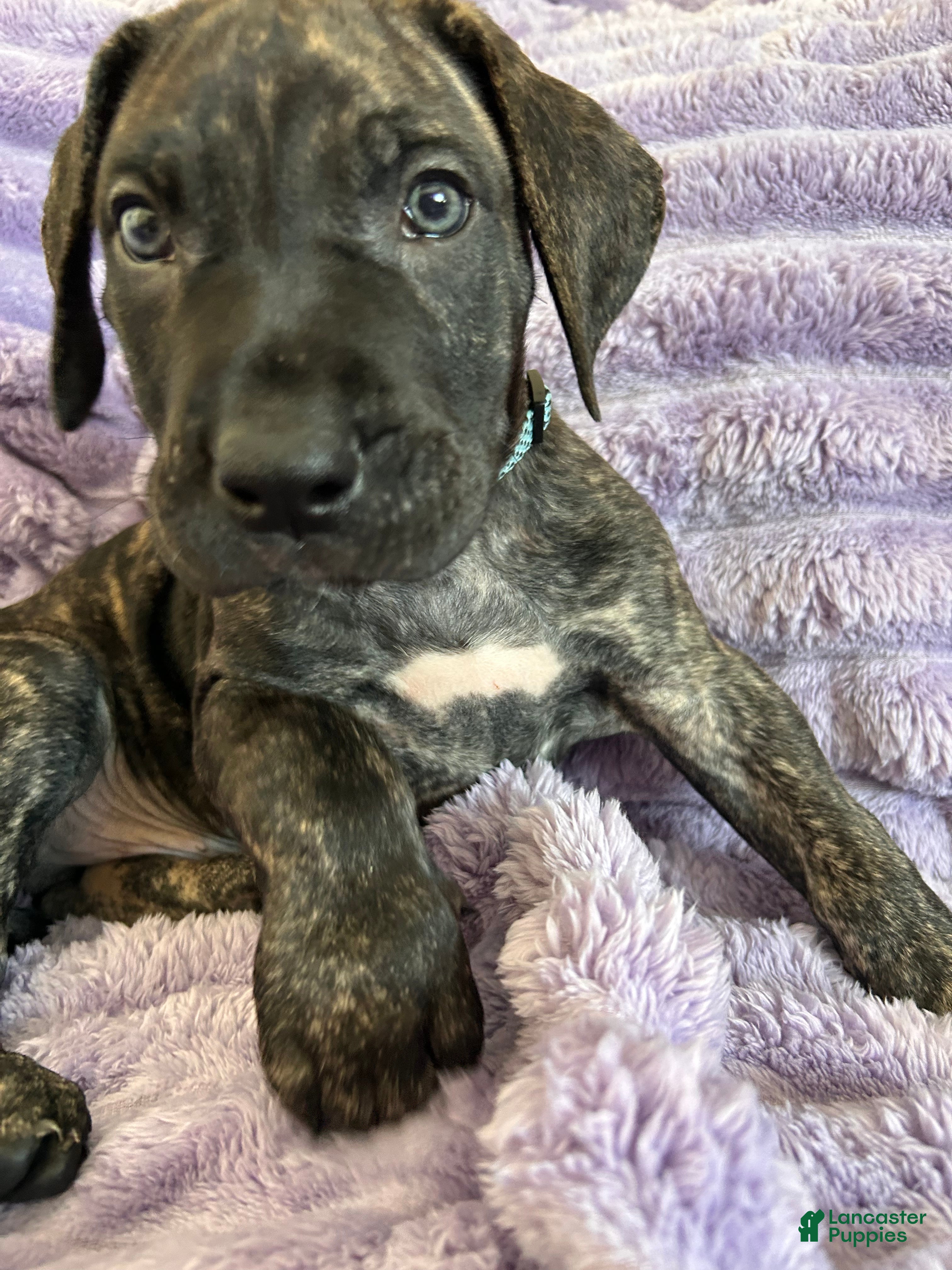 Mixed Breed dogs Mixed Breed Puppy 1 - Ad 30