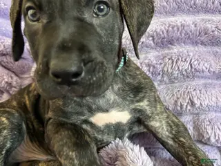 Mixed Breed dogs Mixed Breed Puppy 1 - Ad 30