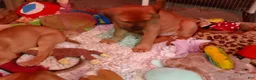 Mixed Breed dogs for sale:  1 - Ad 6