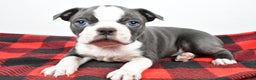 Boston Terrier dogs for sale: Chloe - Ad 5