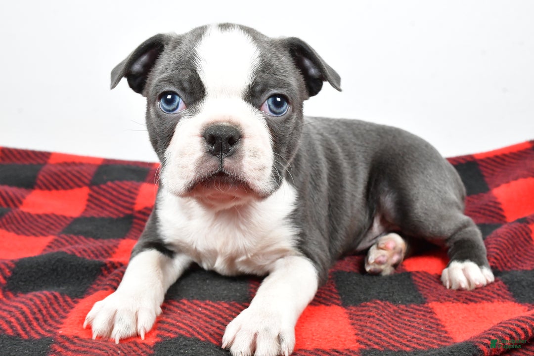 Boston Terrier dogs for sale: Chloe - Ad 5