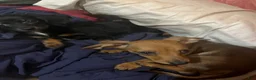 Chiweenie dogs for sale: Chiweenie 2 - Ad 2