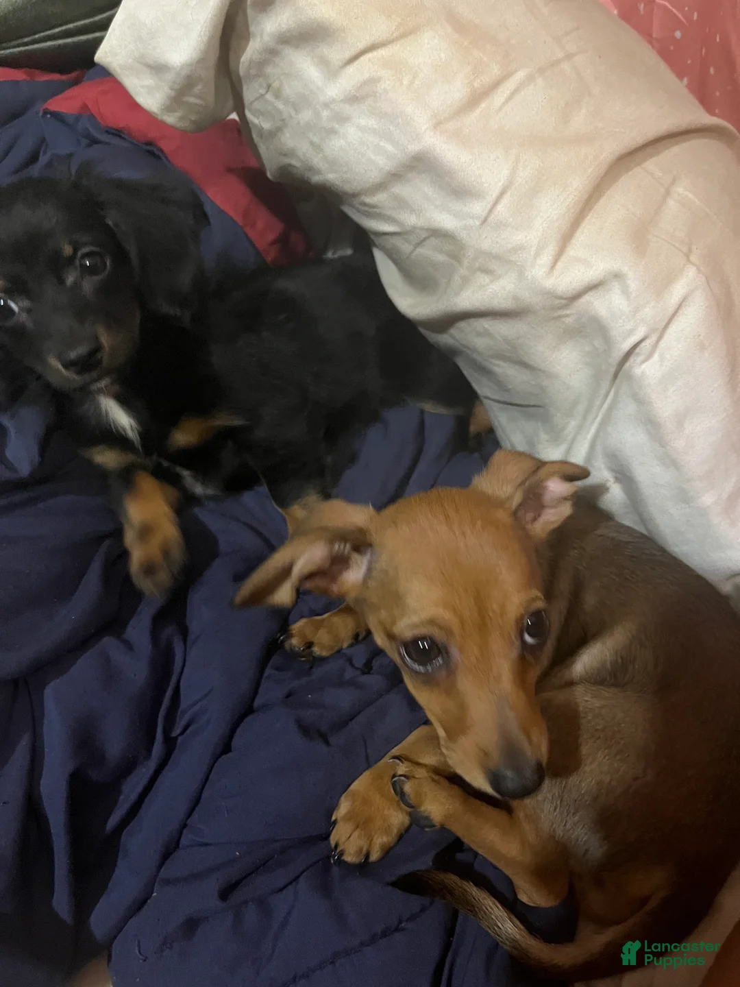 Chiweenie dogs for sale: Chiweenie 2 - Ad 2