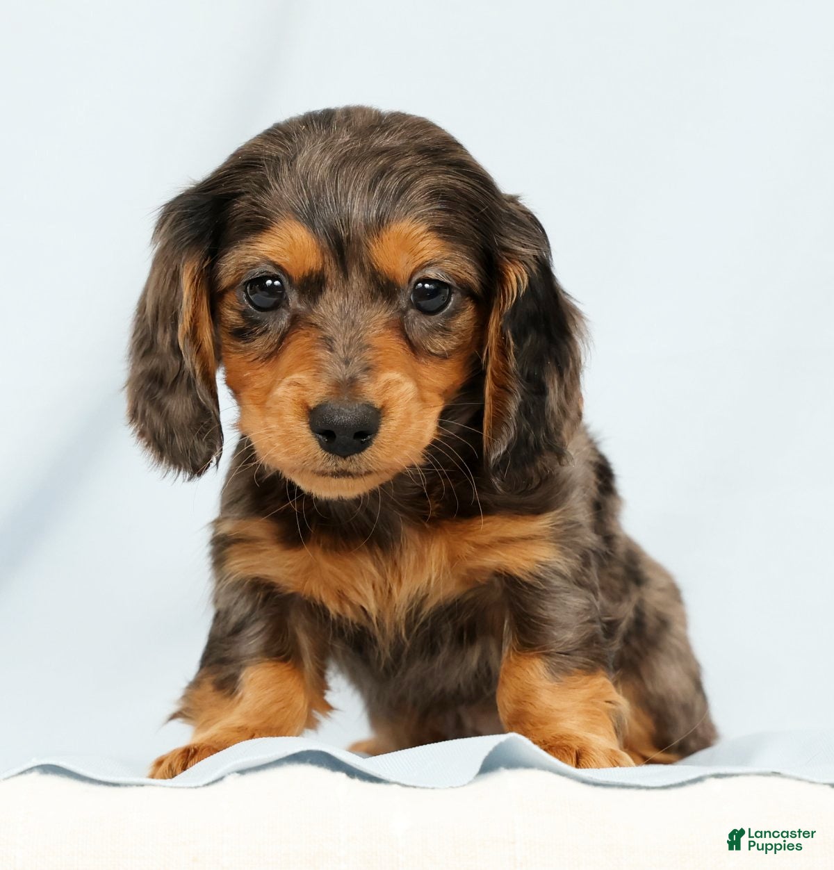 Miniature Dachshund dogs Oscar - Ad 2